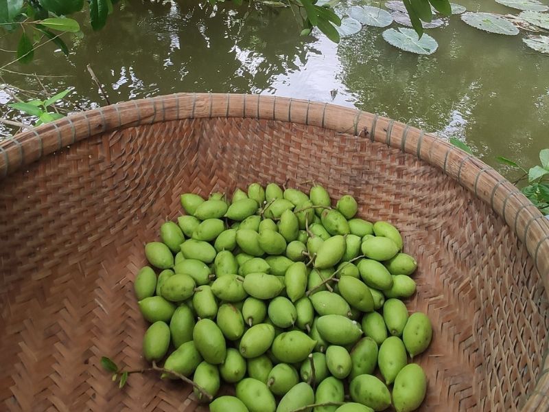 Trái cà na dễ chăm, ít vốn, cho hiệu quả kinh tế cao