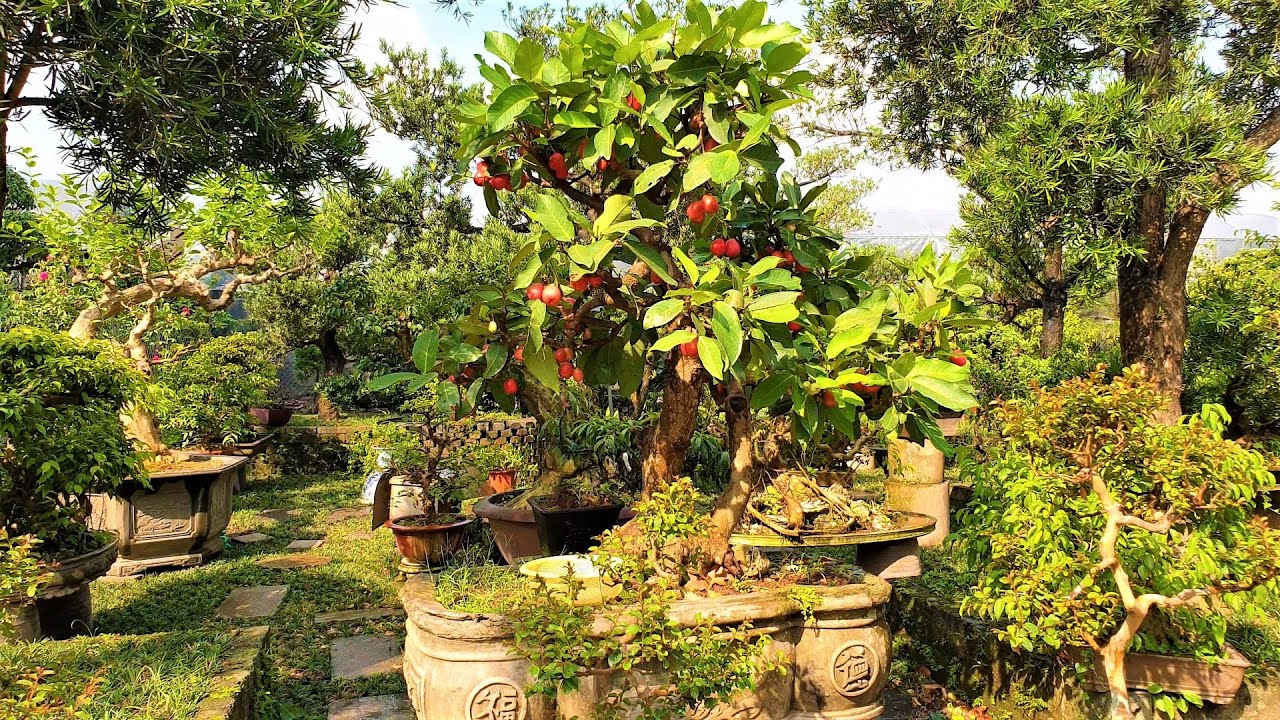 Cây roi được đưa “lên chậu” thành tác phẩm bonsai đẹp mắt