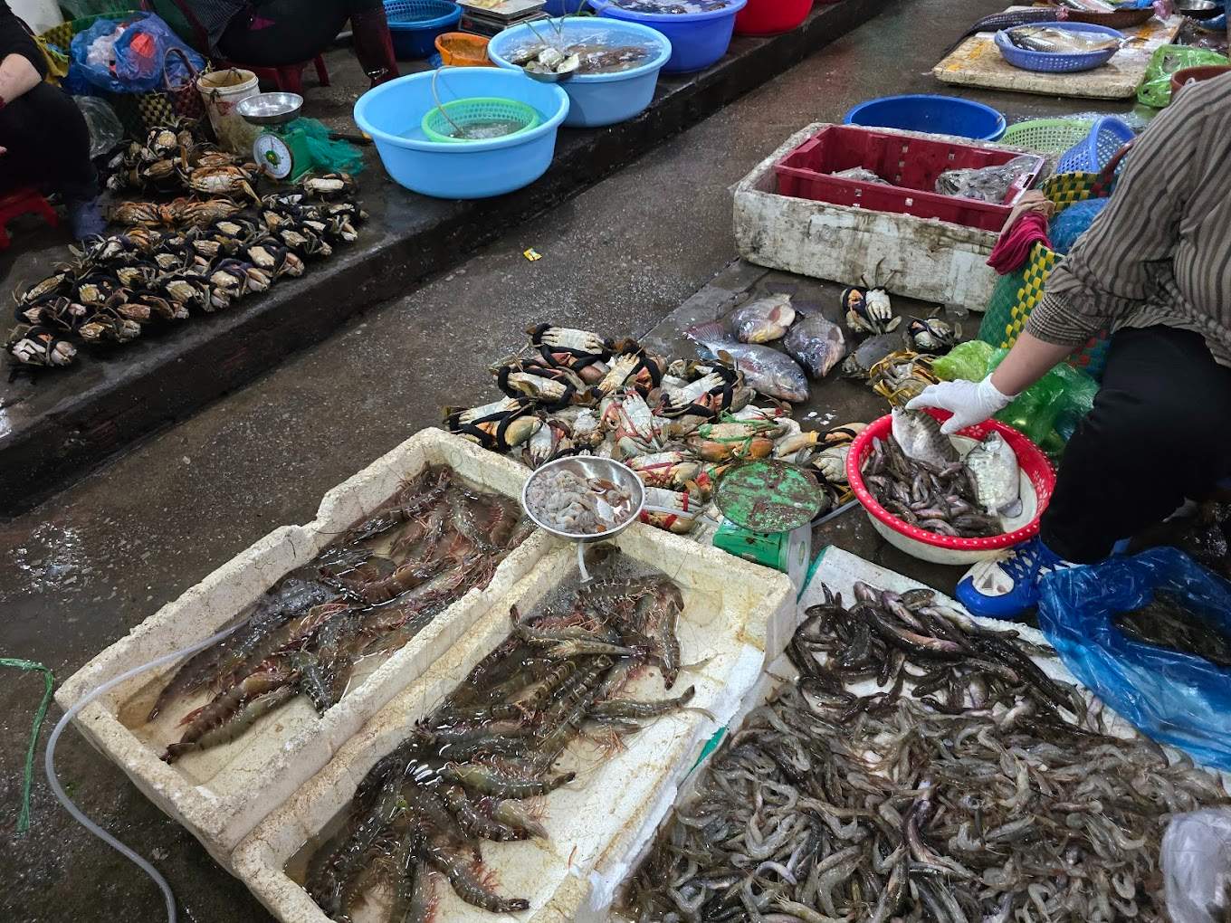 Lúc nào chợ cũng có đủ mọi loại hải sản tươi ngon