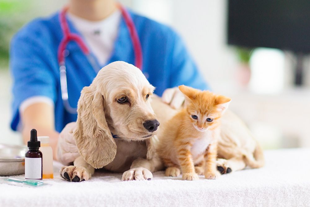 Nhóm nghề thú y ngày càng phát triển và cho thu nhập tốt