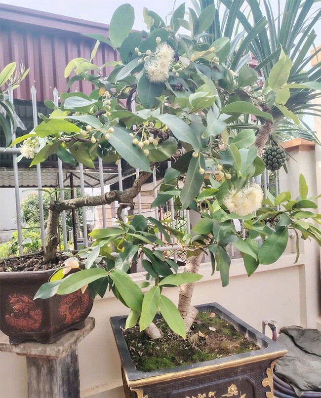 Các tác phẩm roi bonsai gây ấn tượng từ lúc mới ra hoa