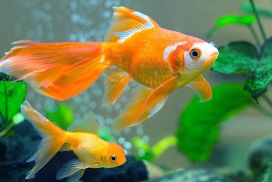 Cá cảnh được nuôi với ý nghĩa phong thủy đặc biệt