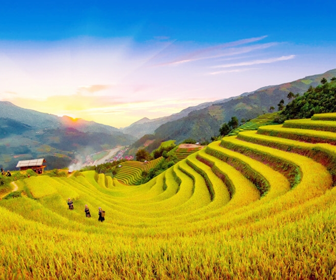 Nhất Định Phải Check-In Mùa Lúa Chín Đẹp Ở Sapa