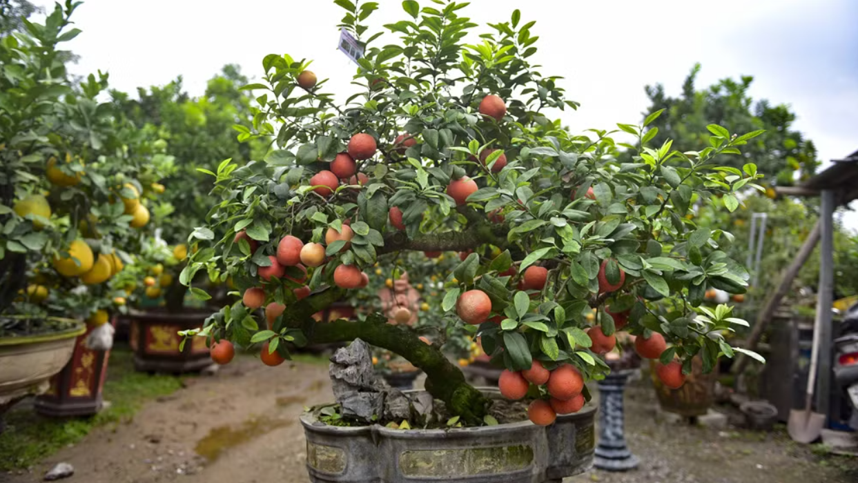Những chậu chanh đào bonsai đẹp mắt, được khách “chốt đơn” ngay tại vườn