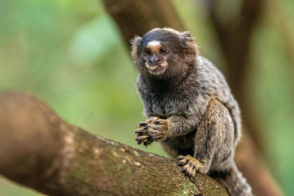 Khỉ Marmoset có giá bán “khủng” nhưng vẫn được lùng tìm