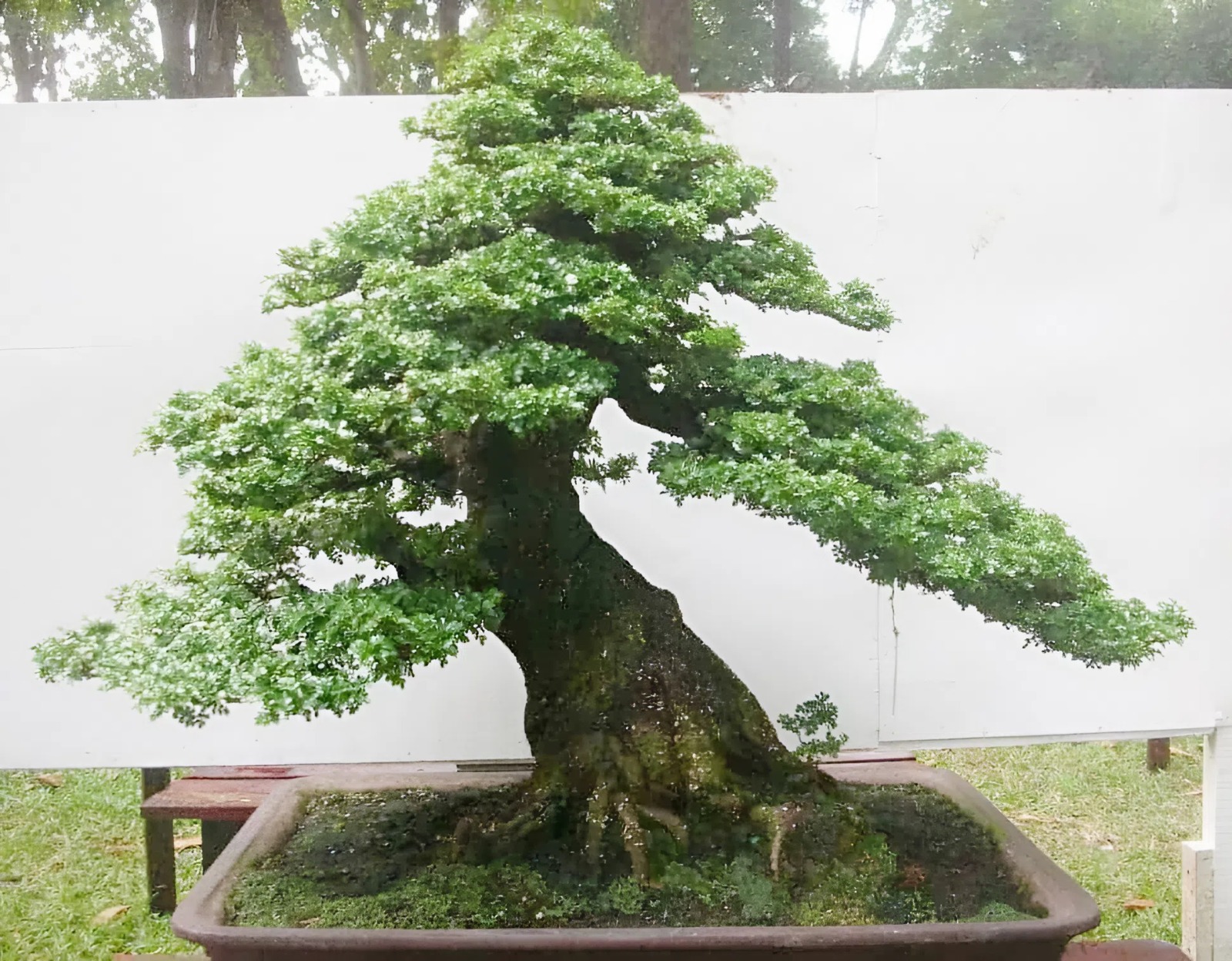 Những gốc cần thăng cổ thụ có giá trị lớn