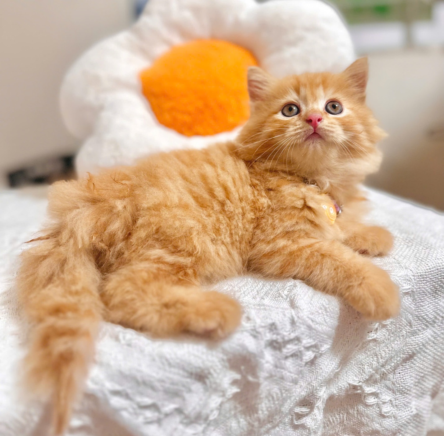 Những bé mèo thích hợp cho người hướng nội