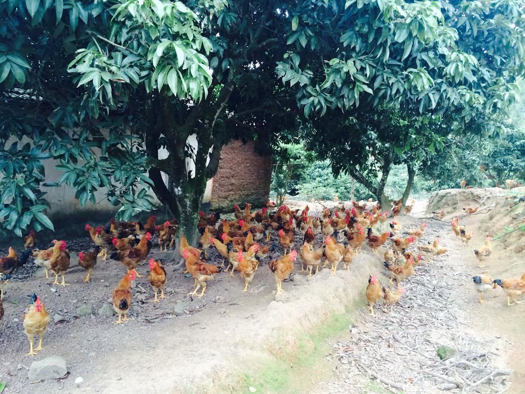 Các hộ nông dân áp dụng mô hình nuôi gà ri trong chuồng, kết hợp thả vườn