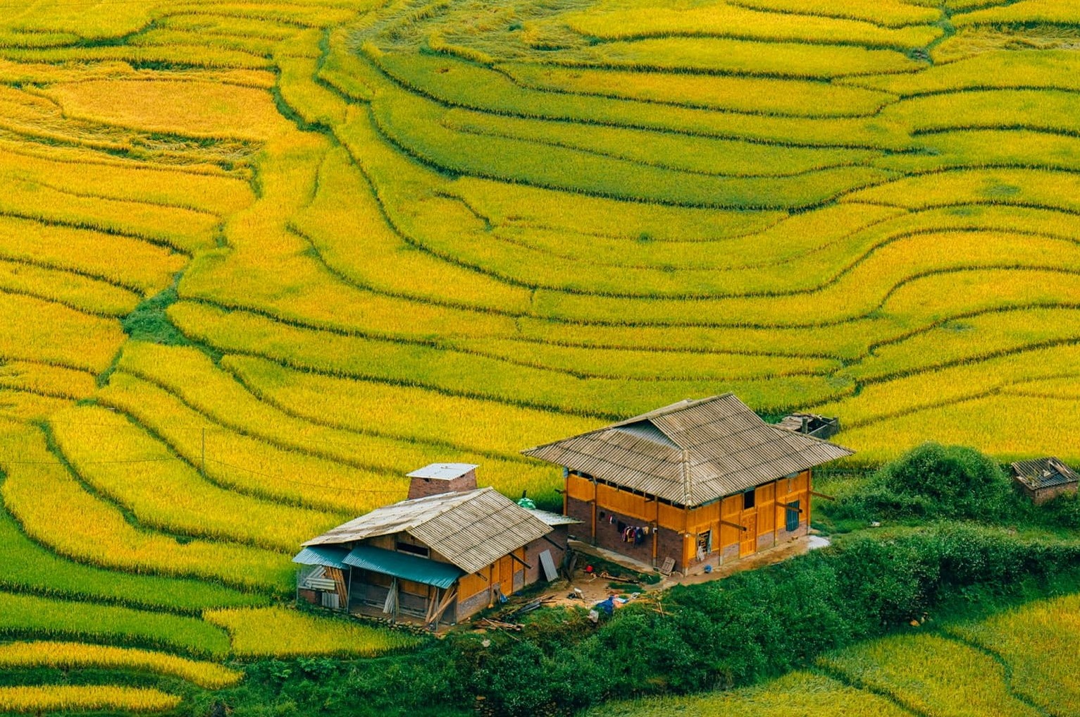 Ruộng Bậc Thang Ở Lào Cai Mùa Lúa Chín