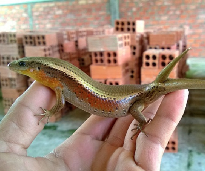Con rắn mối hoàn toàn vô hại, còn là đặc sản với số lượng tiêu thụ lớn
