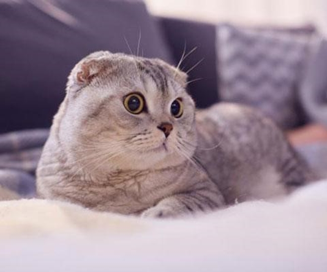 Loài mèo có đôi tai cực nhạy bén