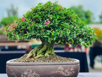 Cây dại cho hoa và quả đẹp mắt lên chậu thành bonsai, toả mùi thơm nức mũi, có cây giá 200 triệu đồng