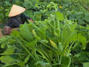 Loại hoa nhiều người hái bỏ lại là "đặc sản" ngày hè, vừa giòn ngọt vừa dễ chế biến thành nhiều món ngon