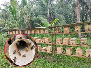 Nuôi loài vật nổi tiếng chăm chỉ, nghe tên thấy "ngượng đỏ mặt", người nông dân vươn lên làm giàu