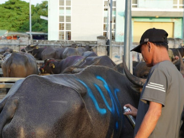 Phiên chợ đặc biệt ở Nghệ An, một vệt sơn chốt thương vụ cả chục triệu đồng