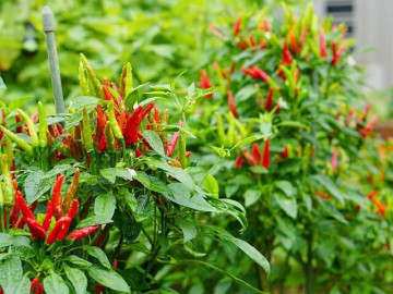 Loại lá nhiều người bỏ đi nhưng giàu canxi, được ví như nhân sâm của người nghèo