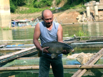 “Mỏ vàng” giữa lòng hồ giúp nhiều hộ miền núi Thanh Hóa thoát nghèo