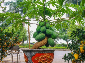 Cây ăn quả quen thuộc lên chậu thành bonsai đẹp lạ, nhiều người săn lùng nhờ ý nghĩa phong thủy, có cây giá trăm triệu đồng