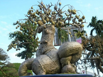 Cây ăn quả quen thuộc lên chậu thành bonsai được ưa chuộng, có cây giá nửa tỷ đồng, mang lại may mắn và tài lộc