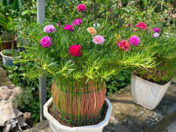Cây dại nở hoa quanh năm lên chậu thành bonsai độc lạ, mang lại may mắn và tài lộc, có cây giá chục triệu đồng