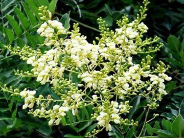 Loại nụ hoa quen thuộc chứa rutin tốt cho mạch máu, bác sĩ lưu ý không nên dùng theo "truyền miệng"