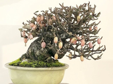 Cây ăn quả quen thuộc lên chậu thành bonsai lạ, dáng đẹp mắt lại mang ý nghĩa phong thủy, có cây giá trăm triệu đồng