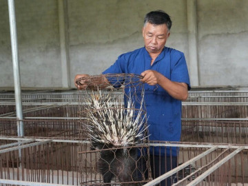 Đánh liều nuôi nhím, lão nông xứ Nghệ gây dựng đàn hơn 400 con, thu nửa tỷ đồng mỗi năm