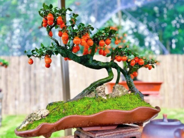 Cây quen thuộc cho quả lúc lỉu hút tài lộc, "lên chậu" thành bonsai độc lạ mang ý nghĩa phong thủy, có cây giá gần 1 tỷ đồng