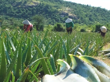 Nghề lạ ở Việt Nam: Cây dại trồng 6 tháng là thu hoạch, vốn ít chăm nhàn vẫn "hốt bạc", làm món đặc sản giải nhiệt mùa hè