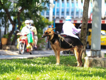 Hà Nội: Nếu để chó, mèo thả rông cắn người, người chủ phải chi trả chi phí liên quan