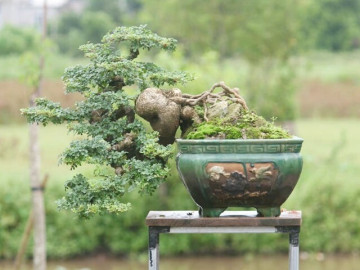 Cây lạ tỏa mùi thơm lên chậu thành bonsai, tượng trưng cho sự thăng tiến và may mắn, có cây giá trăm triệu đồng