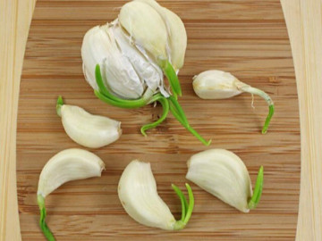 Sức khỏe - Tỏi mọc mầm xanh có ăn được không? Nhiều người vội vứt cả củ nhưng chuyên gia nói điều này