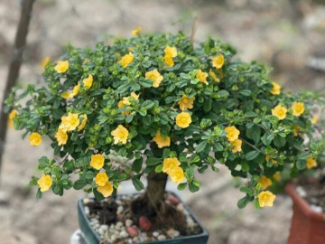 Tin tức - Cây hoa mọc dại ven đường lên chậu thành bonsai đẹp lạ, mang ý nghĩa phong thủy, được săn lùng với giá trị lớn