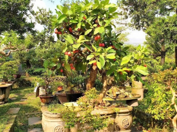 Cây ăn quả quen thuộc ở quê lên chậu thành bonsai đẹp lạ, mang ý nghĩa phong thuỷ, giá đắt vẫn được săn lùng