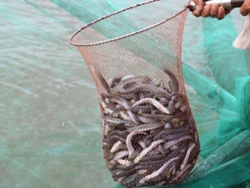 Tin tức - Nghề lạ ở Việt Nam: Đánh liều nuôi loài đặc sản thích sống theo đàn, sinh sản nhanh, nông dân vươn lên làm giàu