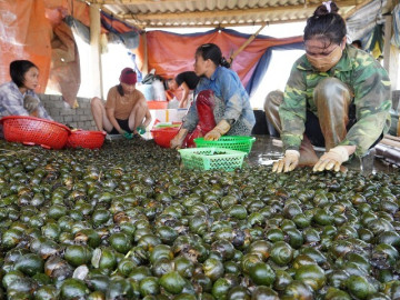 Bỏ ruộng lúa, nông dân Nghệ An nuôi con "siêu đẻ", thu 500 triệu đồng/vụ