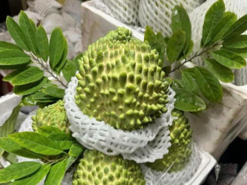 Sức khỏe - Loại na đặc biệt quả to tới 2kg, thịt dày, ít hạt, vị ngọt béo tốt cho sức khỏe