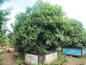 Tin tức - Cây ăn quả quen thuộc “lên chậu” thành bonsai độc lạ, là biểu tượng cho sự giàu có, giá đắt vẫn được săn lùng