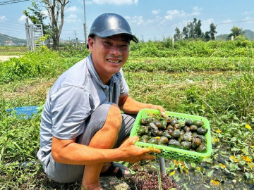 Làng nuôi ốc bươu đen thu hàng chục tỷ đồng mỗi năm ở Nghệ An
