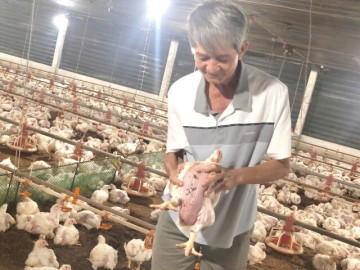 Một nông dân tỉnh Đồng Tháp làm giàu từ nuôi gà trong "phòng lạnh"