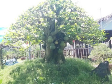 Cây dại cho quả đẹp “lên chậu” thành bonsai độc lạ, được săn lùng nhờ ý nghĩa phong thủy, có cây giá 150 triệu đồng