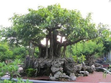 Giống cây cổ thụ rễ lớn “lên chậu” thành bonsai độc lạ, mang ý nghĩa phong thủy đặc biệt, có cây giá 2 tỷ đồng