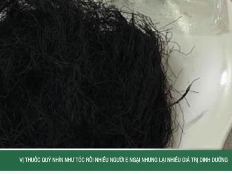 Vị thuốc quý nhìn như tóc rối nhiều người e ngại nhưng lại nhiều giá trị dinh dưỡng