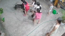 Hài hước khoảnh khắc ‘khối nghỉ hè’ trêu chó vui như Tết: Dân mạng cười ngất ‘xin vé về tuổi thơ’