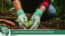 Nhỏ thuốc khi bị quả dừa rơi trúng mắt, người đàn ông mất thị lực vĩnh viễn