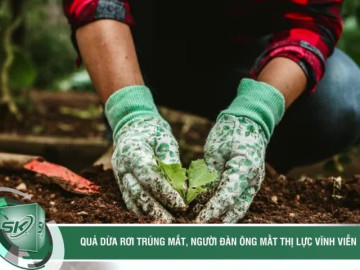 Nhỏ thuốc khi bị quả dừa rơi trúng mắt, người đàn ông mất thị lực vĩnh viễn