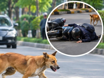 Chó thả rông - nguy cơ cao tai nạn trên đường