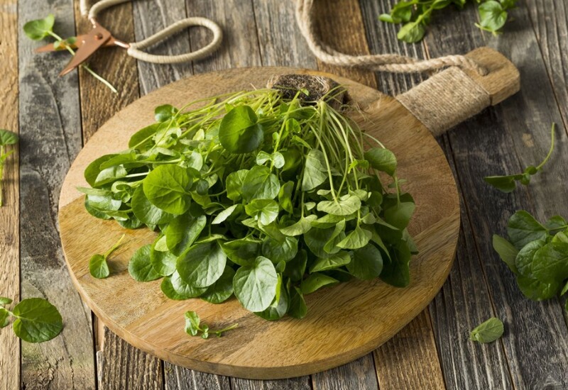 Cải xoong nổi tiếng nhờ hàm lượng vitamin A, C, K, folate và chất chống oxy hóa dồi dào. Đây là loại rau sống dưới nước nên nếu được trồng ở nguồn nước ô nhiễm hoặc quy trình canh tác thiếu kiểm soát, rau có thể nhiễm ấu trùng sán lá gan, sán lá ruột hoặc bọ gậy.