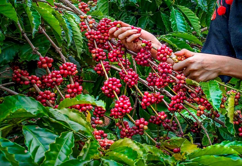 Cà phê Buôn Ma Thuột là đặc sản nổi tiếng của Đắk Lắk, được trồng trên vùng đất bazan màu mỡ nên hạt chắc, đậm vị và thơm lâu. Cà phê tại đây có hương thơm riêng biệt, hậu vị đắng dịu, trở thành một trong những biểu tượng nông sản tiêu biểu của Việt Nam.
