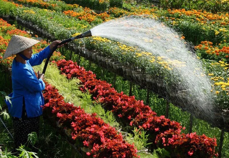 Làng hoa kiểng Sa Đéc nổi tiếng với những cánh đồng hoa được trồng theo luống trên giàn cao, phía dưới là nước từ các con lạch len lỏi chảy vào, tạo nên cảnh sông nước miền Tây vô cùng thú vị. Cách TP.HCM khoảng 130km, đây là địa điểm phù hợp dịp cuối tuần. 
